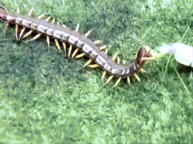 Phi thường - kỳ quặc - Video: Trận tử chiến dữ dội giữa rết độc và bọ ngựa, phần thắng thuộc về ai?