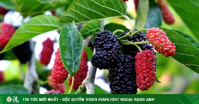 Mulberry is in season, but few people know its great benefits-Life Health