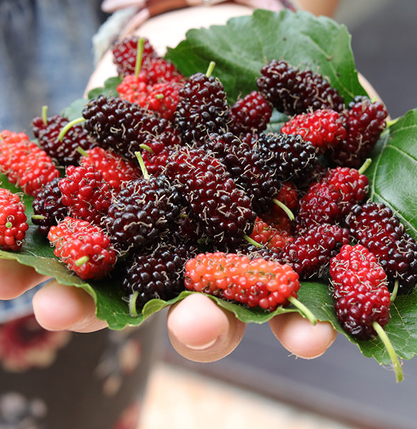 Mulberry is in season, but few people know its great benefits - 1