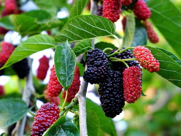 Mulberry is in season, but few people know its great benefits - 3