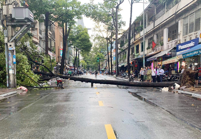 Cây xanh ngã đổ trên đường Nguyễn Công Trứ, quận 1 sau cơn mưa kèm gió giật mạnh