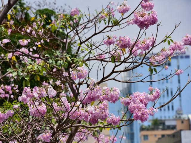 Tin tức trong ngày - Hoa kèn hồng nở rộ giữa Sài Gòn, đẹp "đốn tim" người đi đường