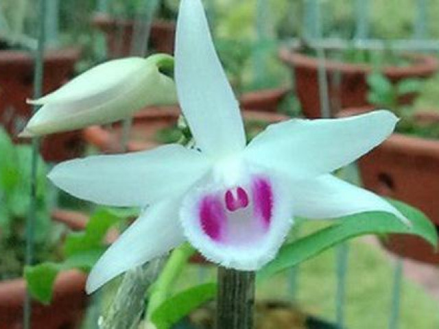 Thị trường - Tiêu dùng - Xôn xao thông tin 1 chủ vườn lan ở Hà Nội "ôm" 200 tỷ của người mua rồi bỏ trốn