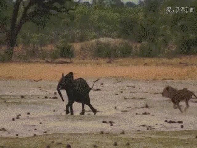 Phi thường - kỳ quặc - Video" Lạc đàn, voi con tuyệt vọng trở thành bữa ăn của sư tử