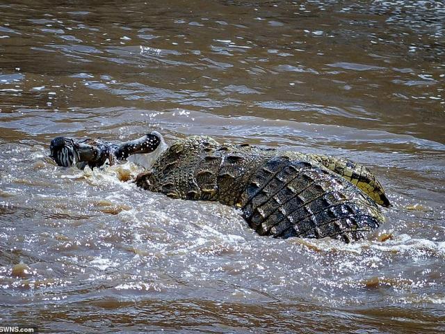 Thế giới - Zimbabwe: Mẹ ném con 2 tuổi xuống sông đầy cá sấu, nhiều người sốc nặng
