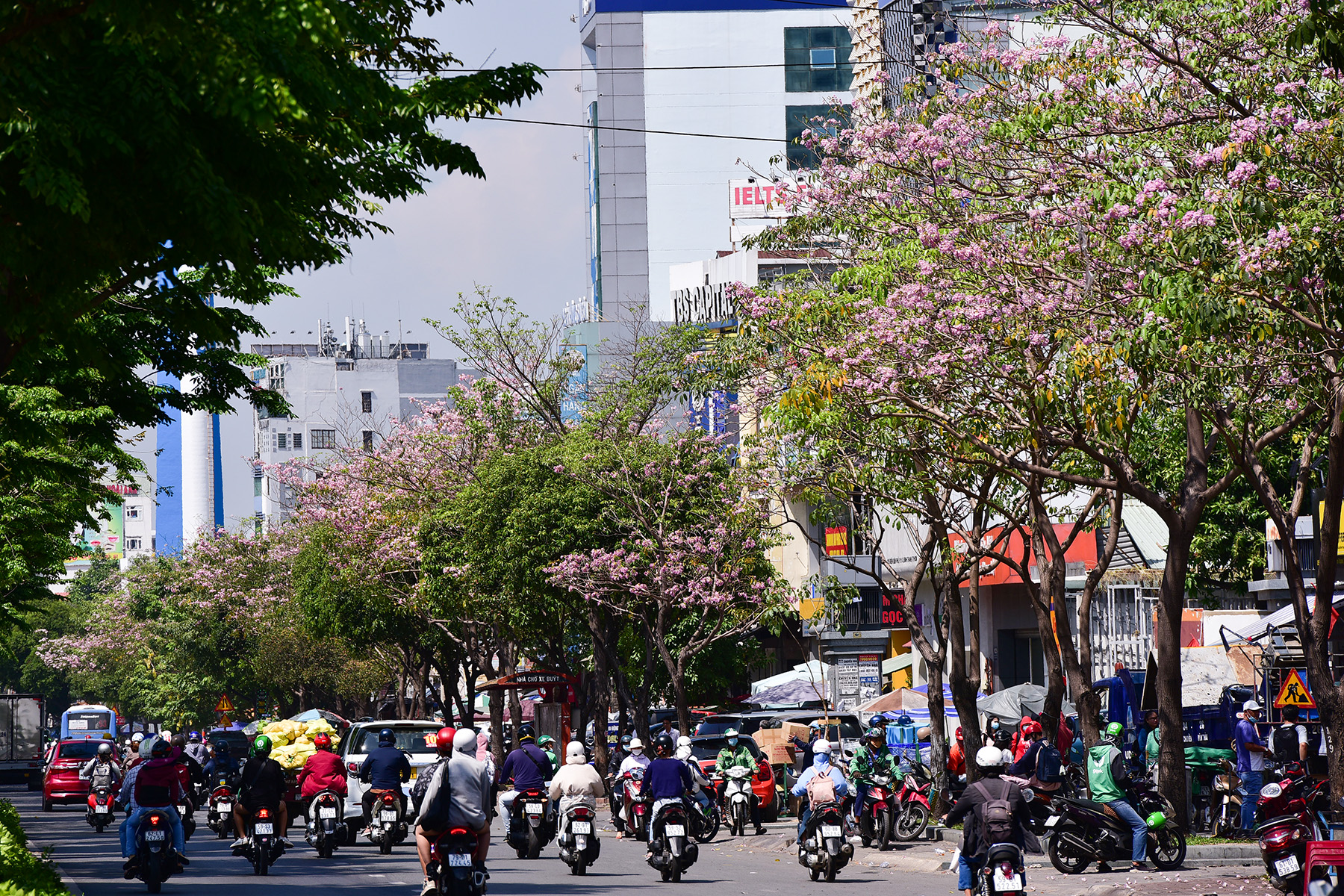 Hoa kèn hồng nở rộ giữa Sài Gòn, đẹp &#34;đốn tim&#34; người đi đường - 1