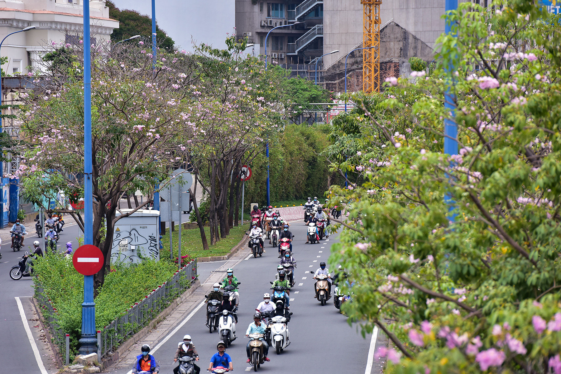 Hoa kèn hồng nở rộ giữa Sài Gòn, đẹp &#34;đốn tim&#34; người đi đường - 12