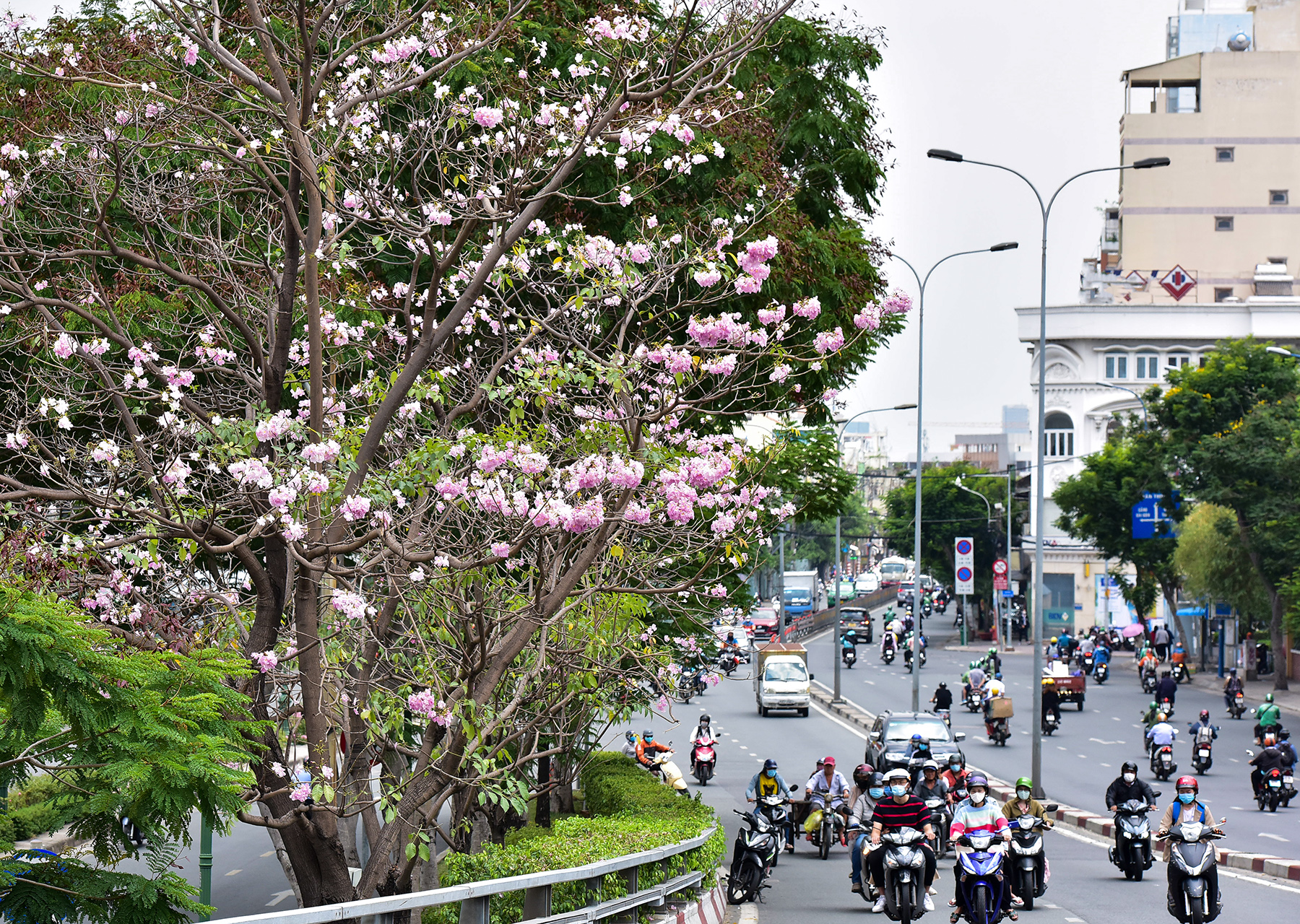 Hoa kèn hồng nở rộ giữa Sài Gòn, đẹp &#34;đốn tim&#34; người đi đường - 15