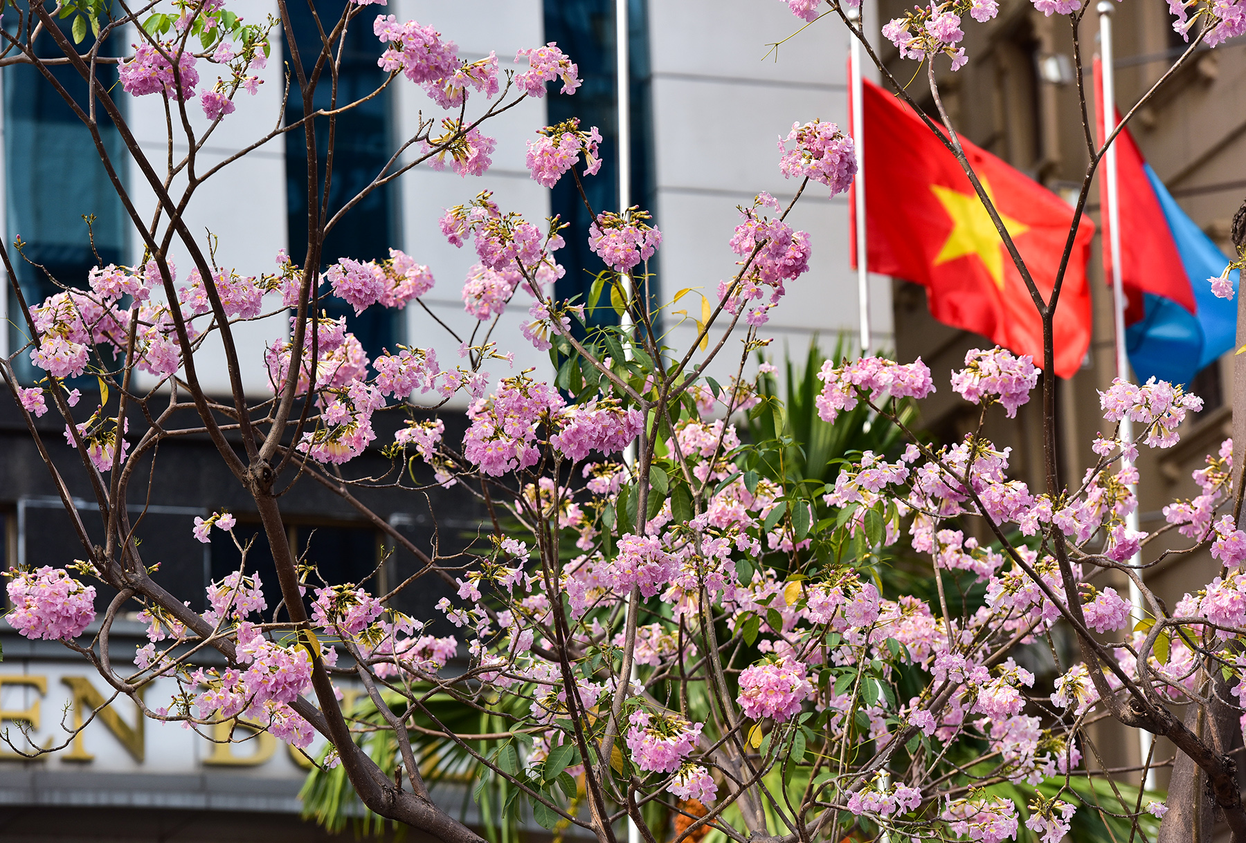 Hoa kèn hồng nở rộ giữa Sài Gòn, đẹp &#34;đốn tim&#34; người đi đường - 7
