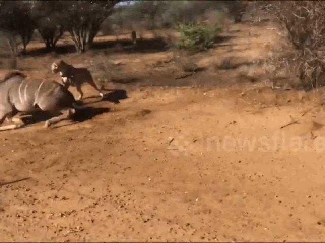 Media - Báo săn tung đòn hiểm hạ gục linh dương ngay trước mặt du khách