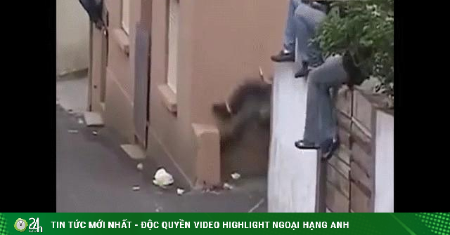 Video: Thót tim cảnh bò tót nổi điên tấn công người trên phố