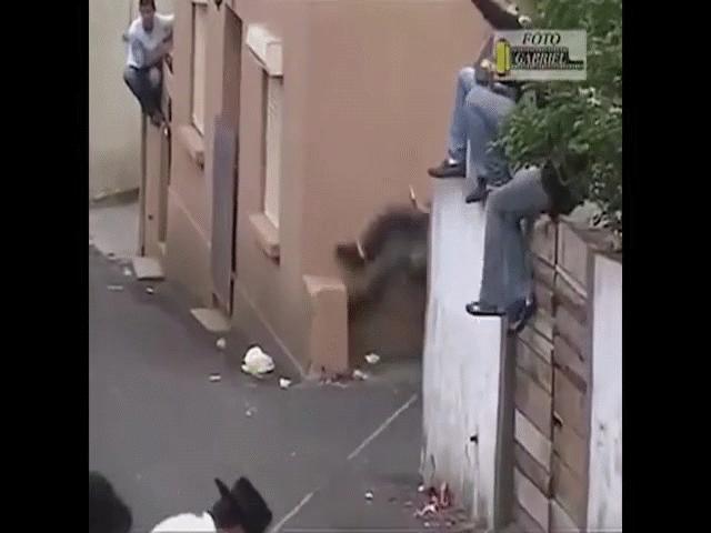 Phi thường - kỳ quặc - Video: Thót tim cảnh bò tót "nổi điên" tấn công người trên phố