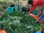 Thị trường - Tiêu dùng - Loại cây có nơi xem như &quot;thần dược&quot;, ở Việt Nam mọc bờ rào, giá ngang ngửa thịt lợn