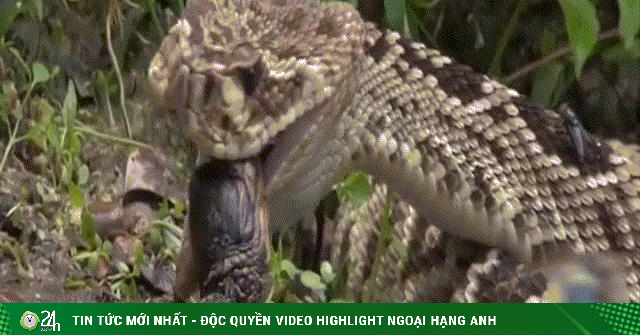 Video: Không được mẹ bảo vệ, đàn cá sấu con trở thành mồi ngon của sát thủ vùng nhiệt đới