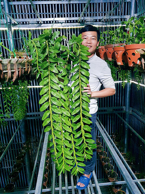 Nghệ nhân Lê Tuấn Tú và cái khó của người trồng lan - 1