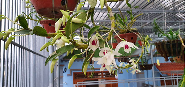 Phong lan là loài hoa ưa môi trường ẩm và có đủ ánh sáng