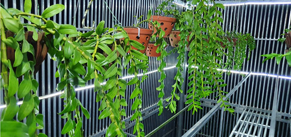 Giá thể luôn phải được vệ sinh sạch sẽ tránh nhiễm sâu bệnh