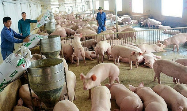 Nhờ chăn nuôi lợn, năm 2020 lợi nhuận của C.P. Việt Nam tăng 125% so với năm 2019