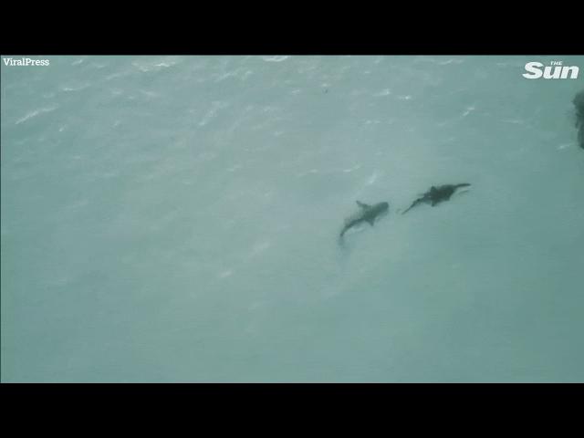 Phi thường - kỳ quặc - Video: Phát hiện cá mập hổ đang âm thầm bám đuôi, cá sấu sợ hãi tìm đường tầu thoát