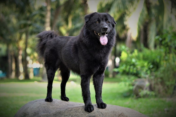 Chó Bắc Hà: Những chú chó Bắc Hà thật mạnh mẽ và đáng yêu, là giống chó có nguồn gốc từ Trung Quốc. Nếu bạn yêu chó và muốn khám phá thêm về giống chó này, hãy nhấp vào hình ảnh để được ngắm nhìn những chú chó Bắc Hà đáng yêu nhất!