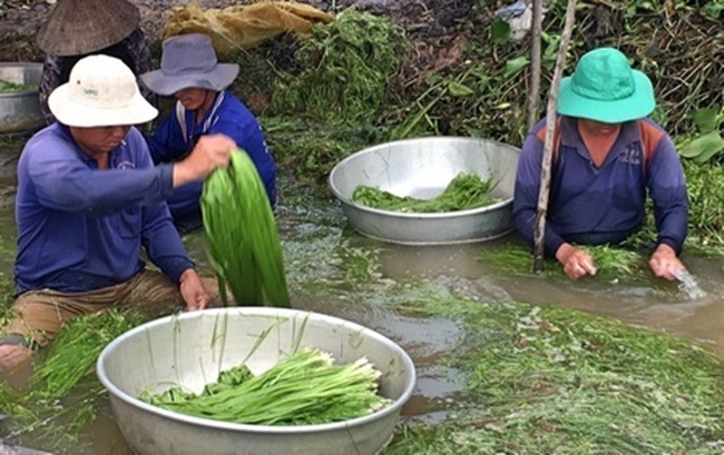 Thứ cây này được nhiều người cho là "của trời cho", mọc hoang dại và là loài rong cỏ thủy sinh.
