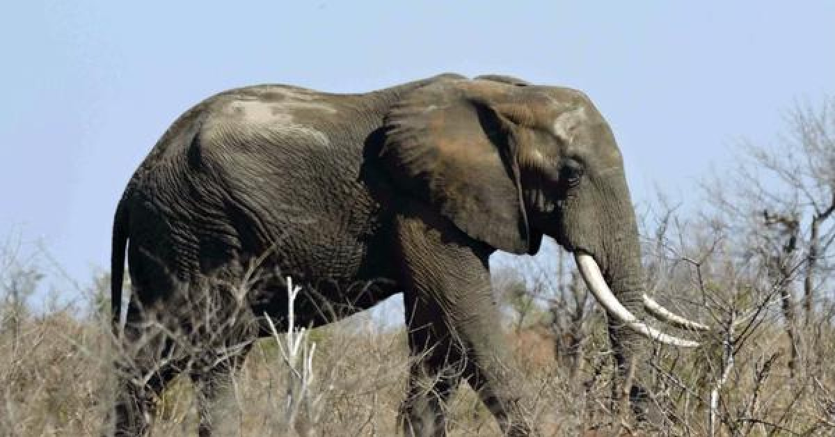 Phi thường - kỳ quặc - Trốn kiểm lâm gặp phải voi, kẻ săn trộm bị giẫm đạp tới chết