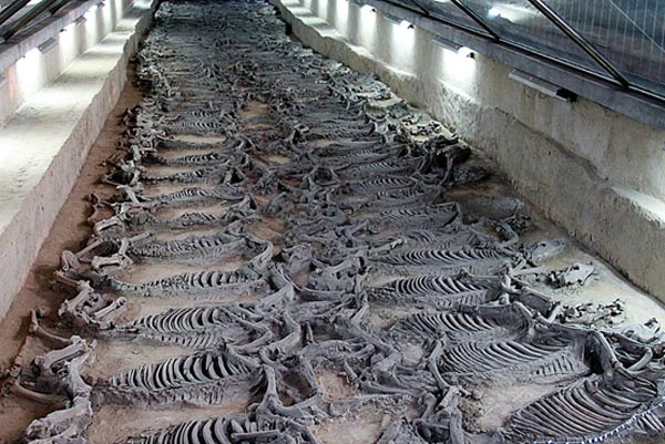 Hài cốt ngựa được tìm thấy trong lăng mộ Tề Cảnh Công.