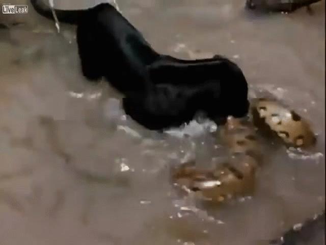 Phi thường - kỳ quặc - Video: Tử chiến trăn Anaconda, báo đen dùng hết sức bình sinh quật ngã con mồi khổng lồ