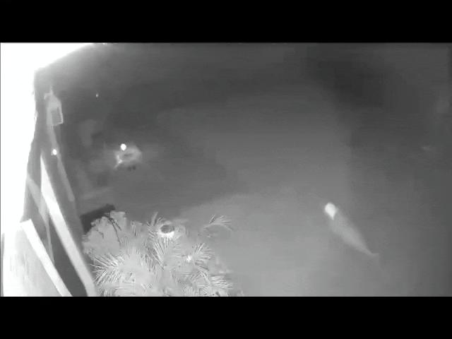 Phi thường - kỳ quặc - Xem lại camera, người phụ nữ quả quyết nhìn thấy khủng long chạy qua vườn nhà lúc nửa đêm