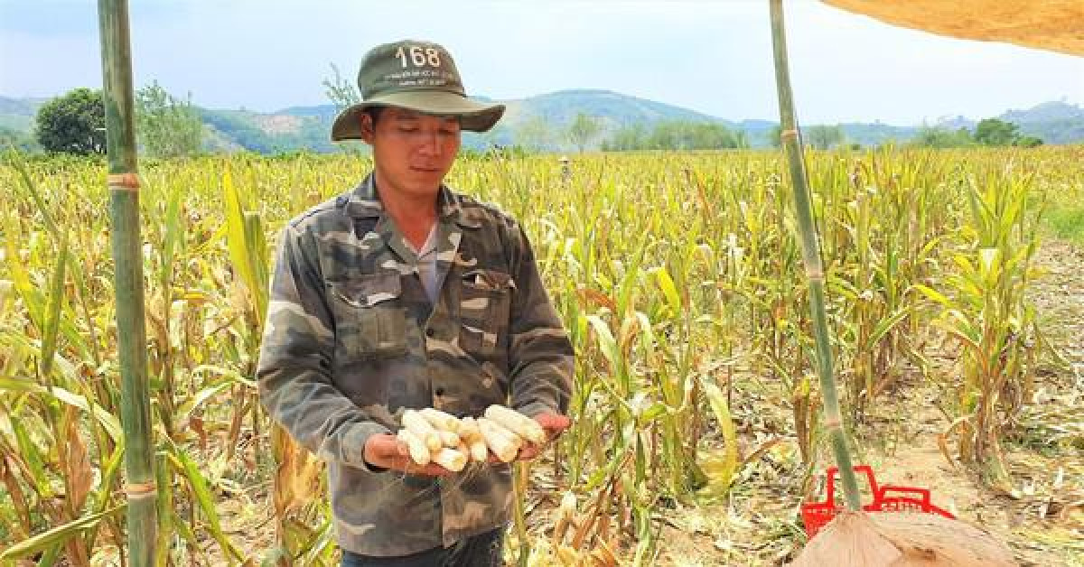 Thị trường - Tiêu dùng - Trồng ngô chỉ thu được lõi