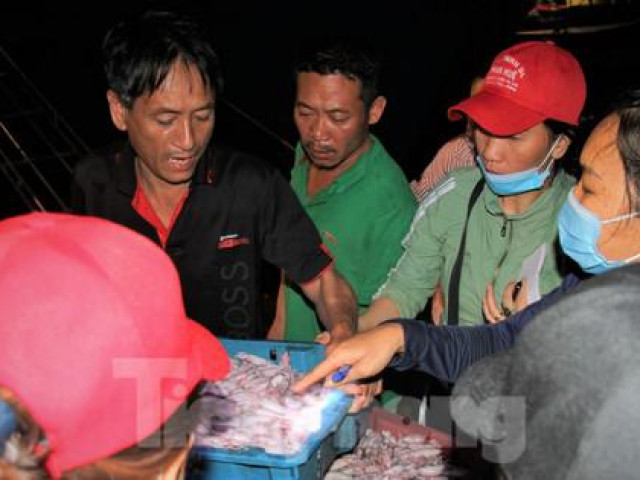 Tin tức trong ngày - Ngư dân Nghệ An thu hàng trăm triệu mỗi chuyến từ mực luộc tươi trên tàu