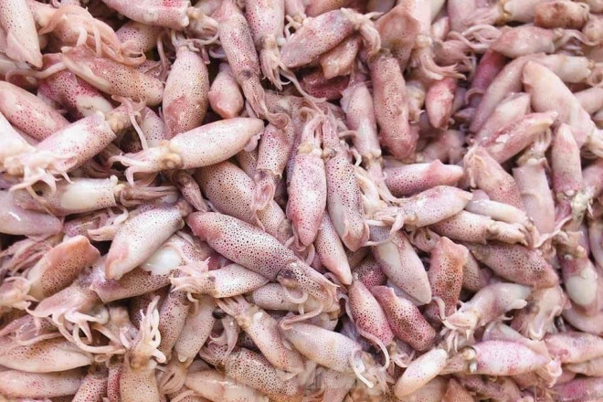 Ngư dân Nghệ An thu hàng trăm triệu mỗi chuyến từ mực luộc tươi trên tàu - 13