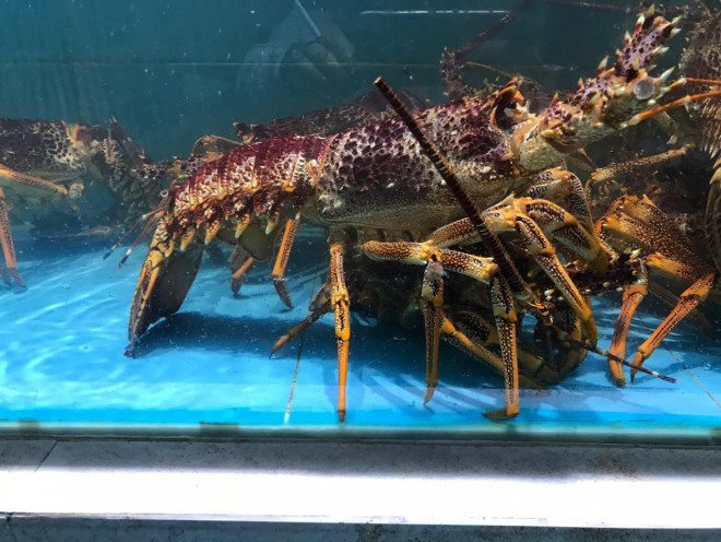 Mỗi con tôm hùm đỏ Nam úc nặng từ 2 đến 5 kg. Đặc biệt, những con tôm nặng 5 kg có giá gần 10 triệu đồng rất hút hàng, được nhiều khách đặt mua sớm. Ảnh: Haisantoanphat.