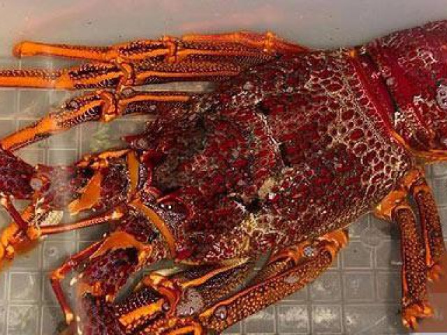 Thị trường - Tiêu dùng - Kỳ lạ, loại tôm hùm gần chục triệu/con có gì bổ béo mà có nhiêu bán hết sạch?