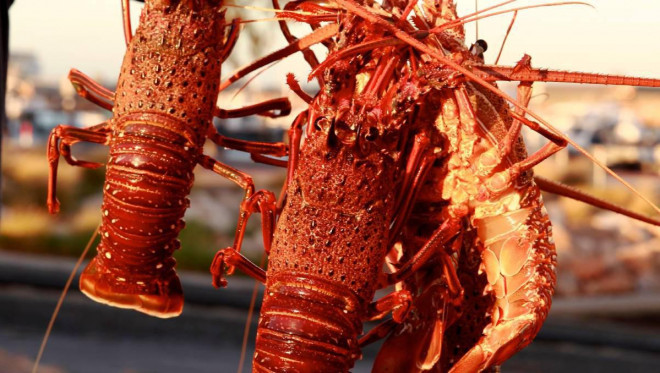 Do ảnh hưởng của dịch bệnh COVID-19, ngành công nghiệp tôm hùm của Úc đã bị ảnh hưởng nặng nề do các hạn chế xuất khẩu sang Trung Quốc. 