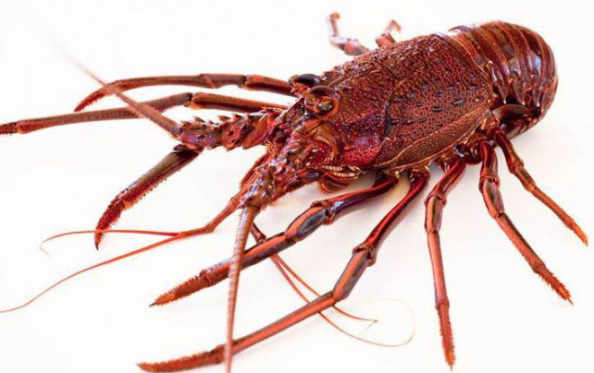 Cùng với các chính sách cắt, giảm thuế nhập khẩu theo Hiệp định Thương mại tự do giữa Việt Nam và Liên minh Châu Âu (EVFTA), người tiêu dùng Việt Nam đã được tiếp cận mặt hàng tôm hùm Tây Úc với giá tốt nhất. 