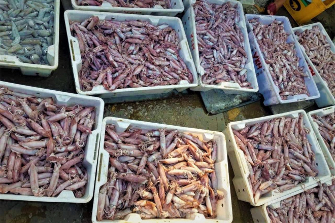 Ngư dân Nghệ An thu hàng trăm triệu mỗi chuyến từ mực luộc tươi trên tàu - 6