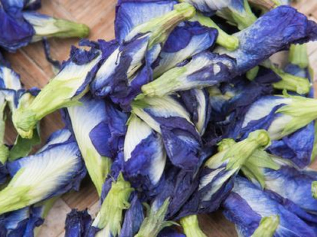 Thị trường - Tiêu dùng - Cơn sốt "thần dược" hoa đậu biếc và lợi bất cập hại khi thiếu hiểu biết