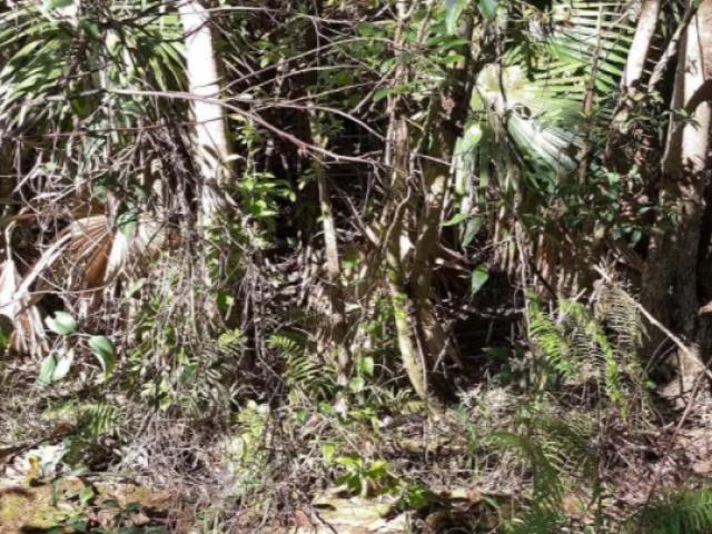 Thế giới - Nhìn vào bụi cây này, bạn có tìm ra con rắn cực độc có thể đoạt mạng người?