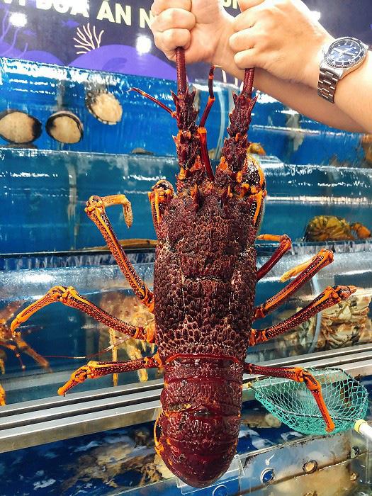 Tại một số cửa hàng hải sản, tôm hùm Nam Úc có giá bán từ 2-2,5 triệu đồng/kg. 