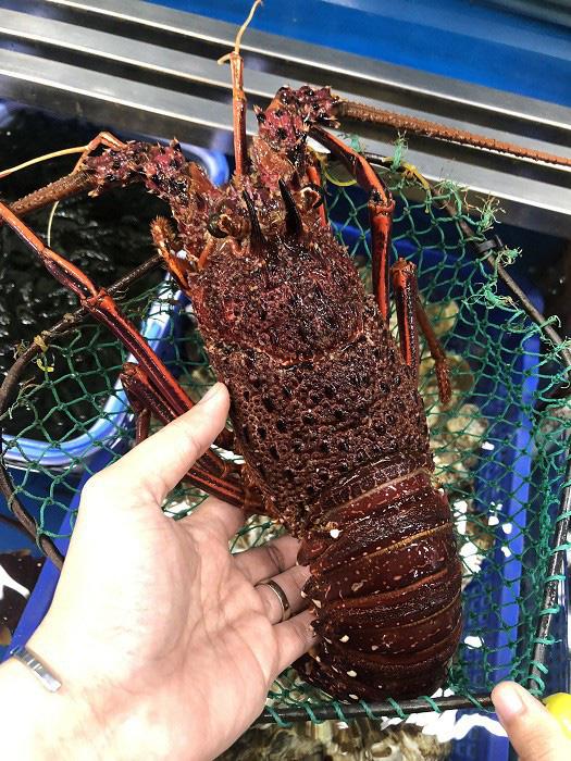 Những ngày gần đây, tôm hùm Nam Úc là một trong những mặt hàng được nhiều khách hàng tìm mua. 