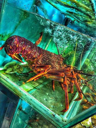 Tôm hùm Úc là một loài tôm hùm thuộc vùng biển Nam Úc và New Zealand, có họ hàng với tôm hùm. Ảnh: Haisantoanphat.