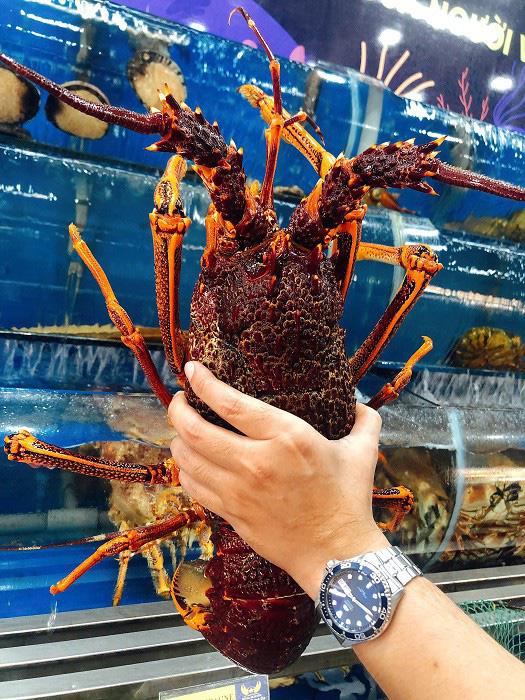 Do đặc tính nuôi trồng và đánh bắt ngoài tự nhiên nên tôm hùm Úc có chất lượng cao. 