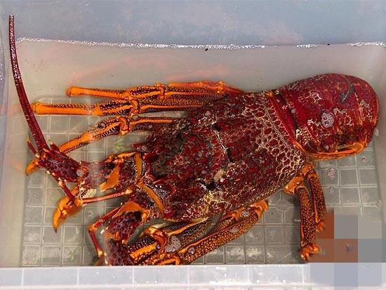 Tôm hùm đỏ Nam Úc được ưa chuộng vì thịt tôm chắc, ngọt và giàu dinh dưỡng. Ảnh: Hieuhaisan.