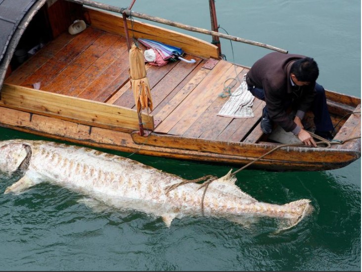 Xác một con cá tầm Trung Quốc khổng lồ được phát hiện trên sông Dương Tử năm 2007. Ảnh: Reuters