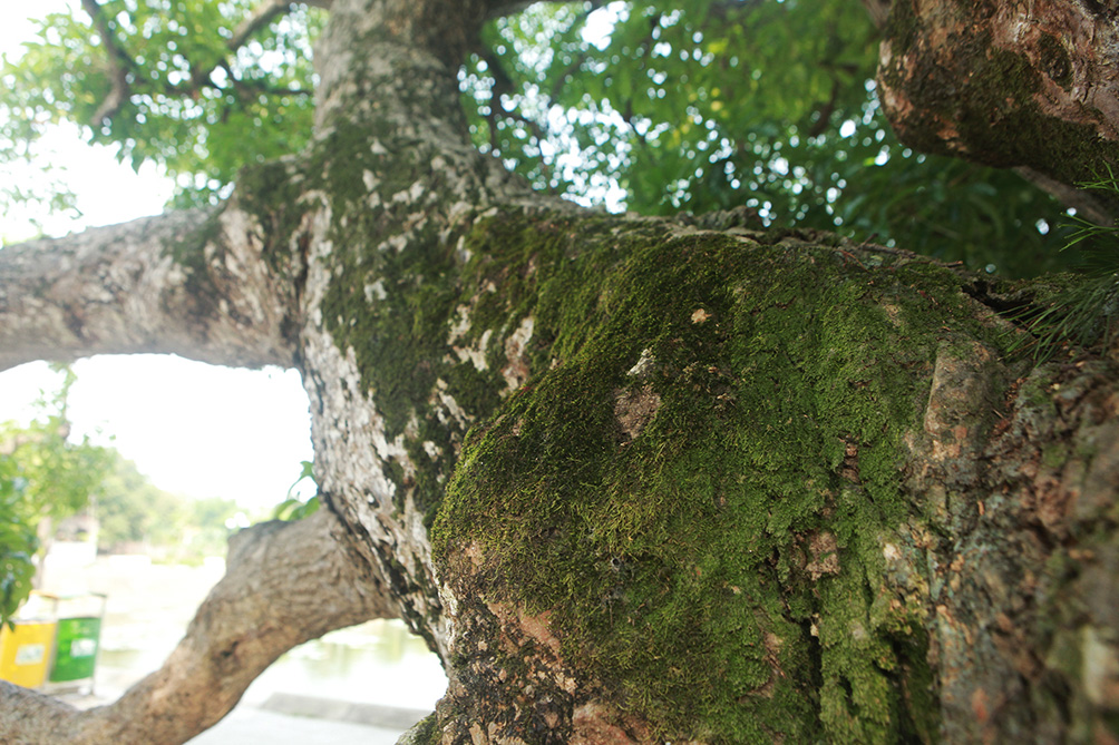 Lộc vừng “9 rồng cùng múa”, người dân không dám bẻ cành, bứt lá - 9