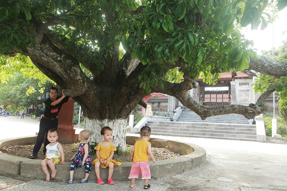 Hàng năm, cứ vào tháng 7, hoa lộc vừng nở rộ, cả cây được bao phủ một màu đỏ rực rỡ, những bông hoa rụng xuống như một tấm thảm nâng đỡ bước chân du khách thập phương.