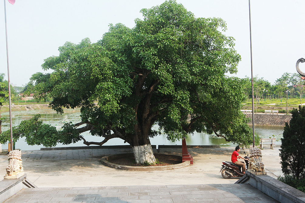 Cây cao khoảng 10m, thân cây 3 người ôm không xuể. Cây mang thế “Cửu long khởi vũ” (nghĩa là 9 rồng cùng múa) với 9 cành lớn tỏa ra khắp phía