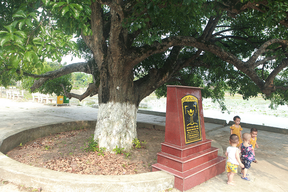 Năm 2016, cây được Hội Bảo vệ Thiên nhiên và Môi trường Việt Nam đã trao Bằng công nhận Cây Di sản Việt Nam