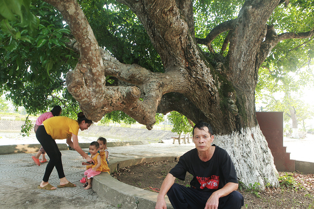 Tôi được nghe các cụ kể lại, cây lộc vừng này gắn liền với lịch sử ngôi đền. Năm 1429, khi cụ Trần Nguyên Hãn mất, nhân dân nơi đây lấy ngôi nhà 5 gian cụ ở làm nơi thờ tự. Khoảng năm 1454, Vua Lê Thánh Tông ban lệnh đại xá cả nước, ngôi nhà 5 gian của cụ Trần Nguyên Hãn được xây cất lại và quay theo hướng Đông Nam. Sau khi xây xong, người dân trồng cây lộc vừng trước cửa - lấy cây làm nơi tụ khí để mang đến khí linh cho ngôi đền và cả vùng đất này, ông Tuyến cho biết thêm.